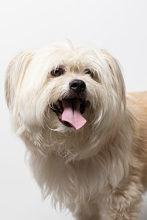 western-arizona-humane-society-2024-tom-leigh-8048-Edit