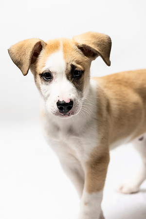 western-arizona-humane-society-2024-tom-leigh-8268-Edit