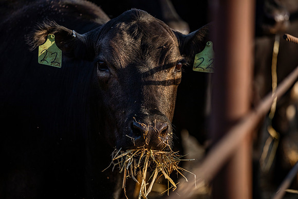 herradina-wagyu-2024-tom-leigh-8145