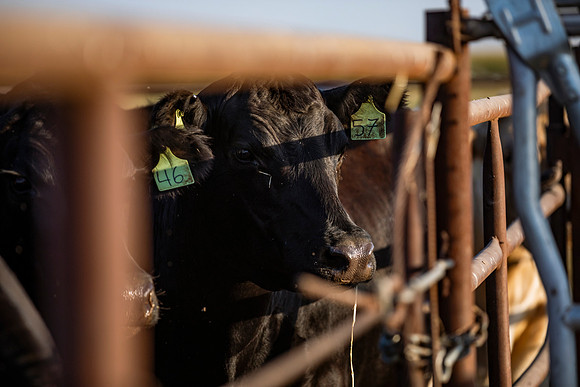 herradina-wagyu-2024-tom-leigh-8144