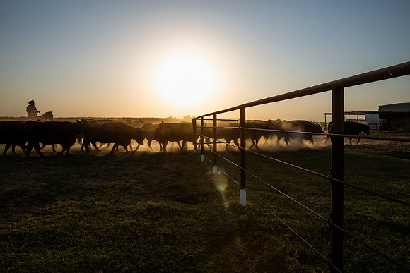 herradina-wagyu-2024-tom-leigh-7152