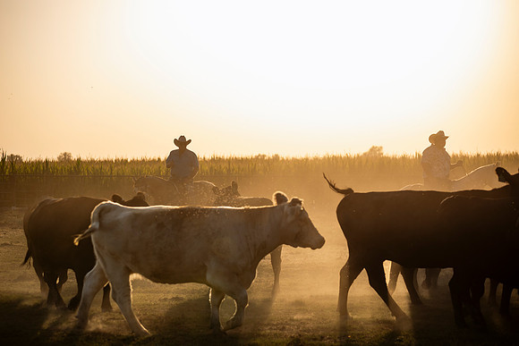 herradina-wagyu-2024-tom-leigh-8289
