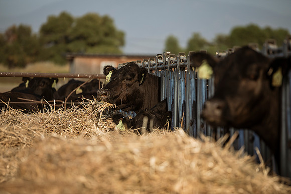 herradina-wagyu-2024-tom-leigh-8149