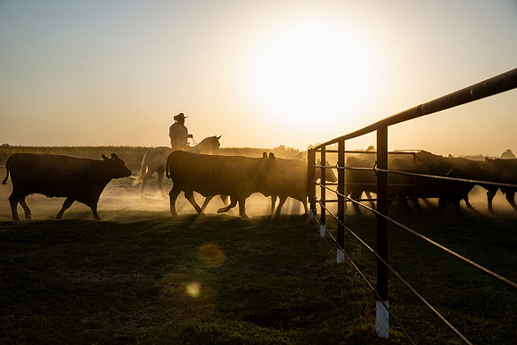 herradina-wagyu-2024-tom-leigh-7161