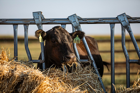 herradina-wagyu-2024-tom-leigh-8130