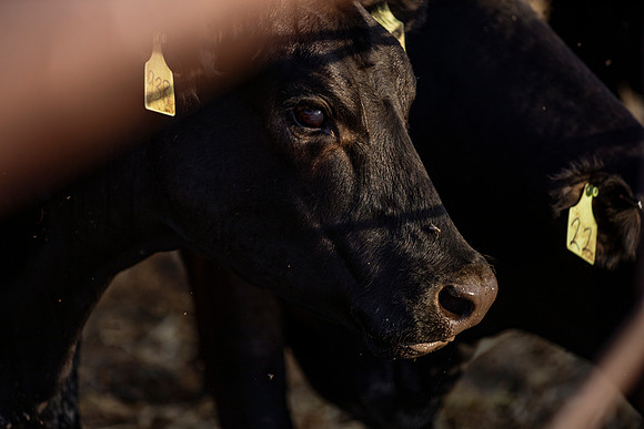 herradina-wagyu-2024-tom-leigh-8143