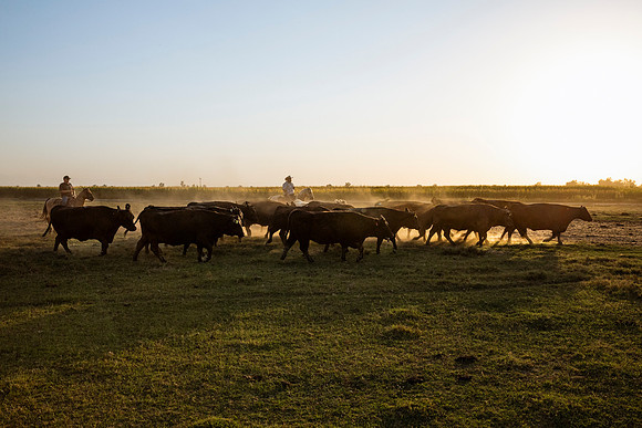 herradina-wagyu-2024-tom-leigh-7123