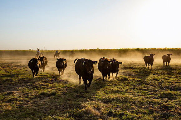 herradina-wagyu-2024-tom-leigh-6838