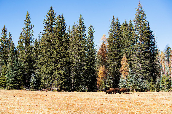 copperstate-overland-2019-tom-leigh-196-Edit