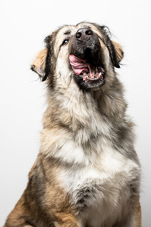 western-arizona-humane-society-2024-tom-leigh-8000