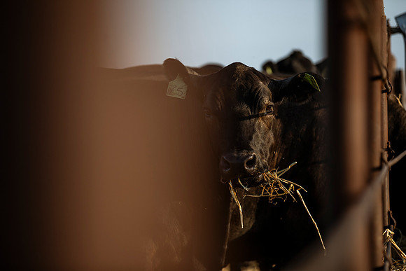 herradina-wagyu-2024-tom-leigh-8172
