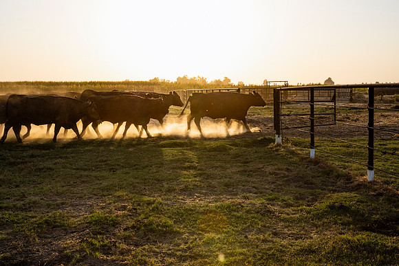 herradina-wagyu-2024-tom-leigh-7133