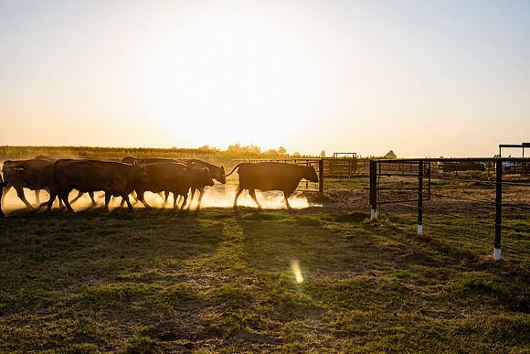 herradina-wagyu-2024-tom-leigh-7130-Enhanced-NR