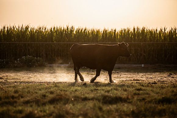 herradina-wagyu-2024-tom-leigh-8255