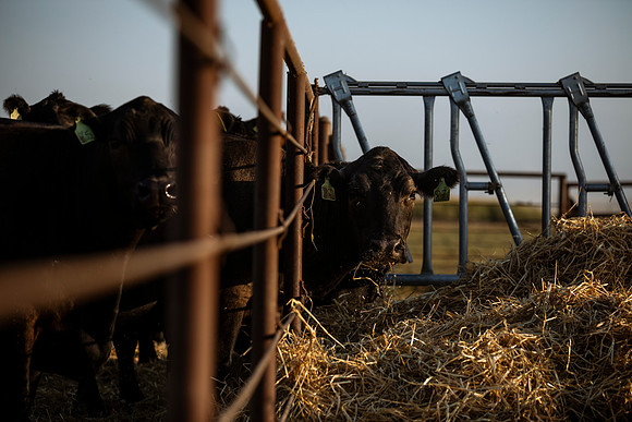 herradina-wagyu-2024-tom-leigh-8162