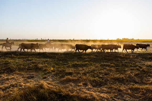 herradina-wagyu-2024-tom-leigh-7079