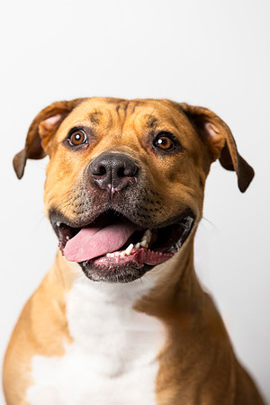 western-arizona-humane-society-2024-tom-leigh-8436-Edit