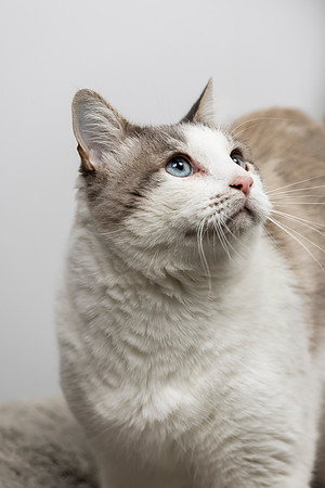 western-arizona-humane-society-2024-tom-leigh-8883-Edit