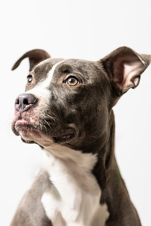 western-arizona-humane-society-2024-tom-leigh-8533-Edit