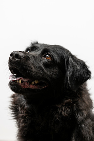 western-arizona-humane-society-2024-tom-leigh-8841-Edit