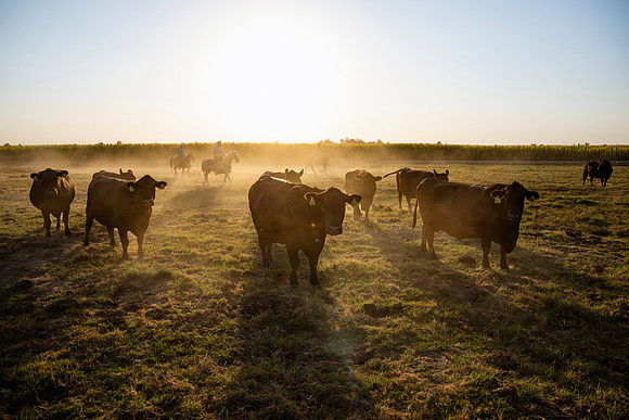 herradina-wagyu-2024-tom-leigh-6853-Enhanced-NR