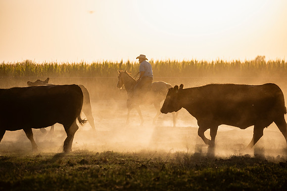 herradina-wagyu-2024-tom-leigh-8266