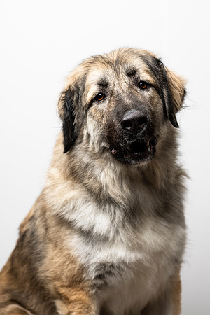 western-arizona-humane-society-2024-tom-leigh-8004