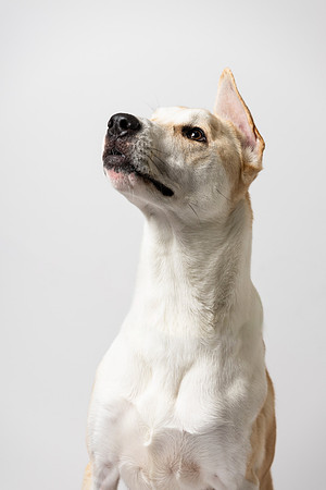 western-arizona-humane-society-2024-tom-leigh-8106-Edit