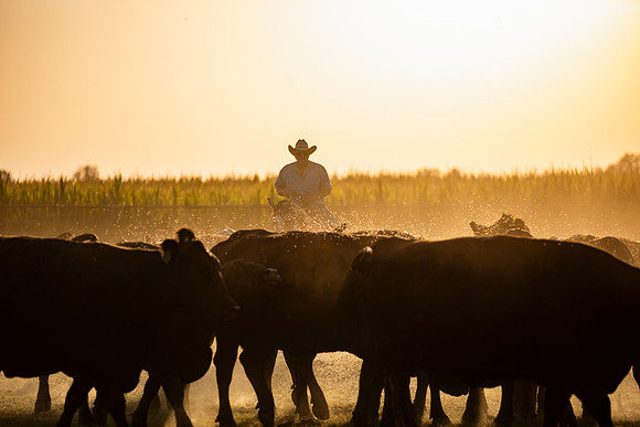 herradina-wagyu-2024-tom-leigh-8281