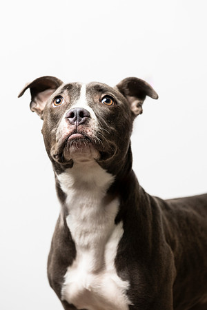 western-arizona-humane-society-2024-tom-leigh-8445-Edit