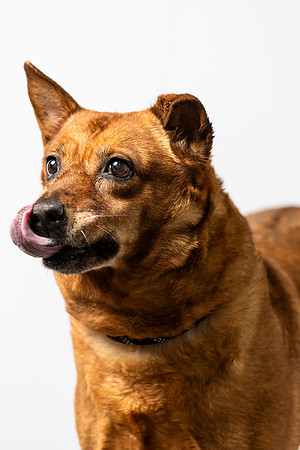 western-arizona-humane-society-2024-tom-leigh-8653-Edit