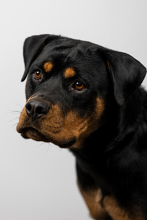 western-arizona-humane-society-2024-tom-leigh-8753-Edit