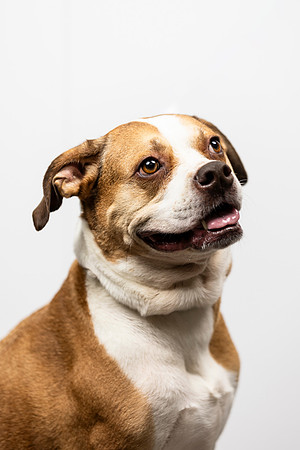 western-arizona-humane-society-2024-tom-leigh-8813-Edit