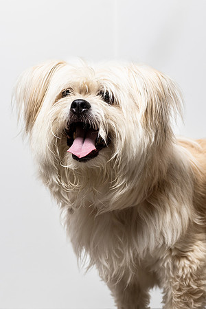 western-arizona-humane-society-2024-tom-leigh-8035-Edit