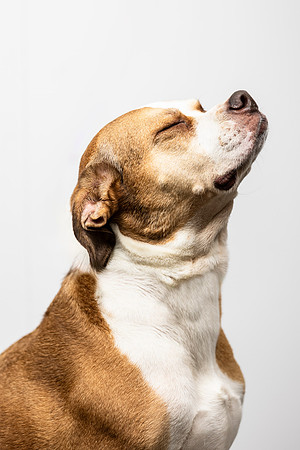 western-arizona-humane-society-2024-tom-leigh-8796-Edit