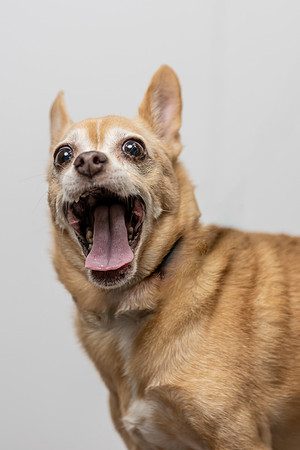 western-arizona-humane-society-2024-tom-leigh-8786