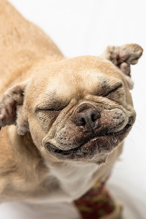 western-arizona-humane-society-2024-tom-leigh-8164