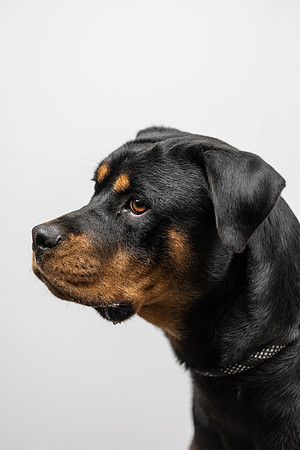 western-arizona-humane-society-2024-tom-leigh-8773