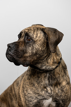 western-arizona-humane-society-2024-tom-leigh-8714-Edit