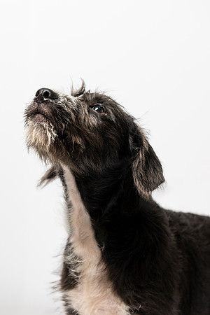 western-arizona-humane-society-2024-tom-leigh-8342-Enhanced-SR-Edit