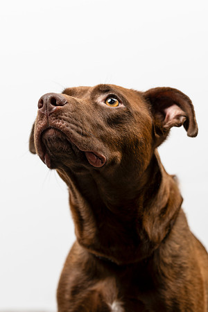 western-arizona-humane-society-2024-tom-leigh-8701-Enhanced-SR-Edit
