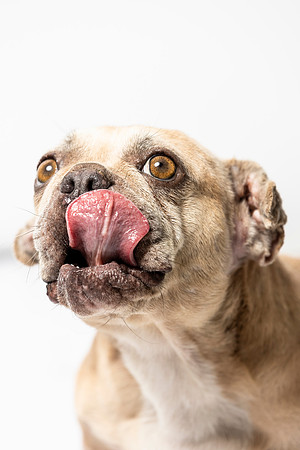 western-arizona-humane-society-2024-tom-leigh-8131