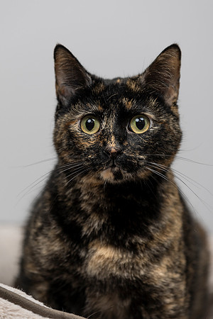 western-arizona-humane-society-2024-tom-leigh-8903
