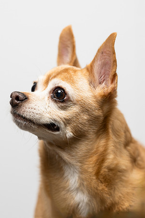 western-arizona-humane-society-2024-tom-leigh-8784-Enhanced-SR-Edit