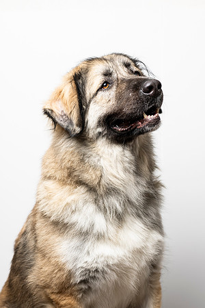 western-arizona-humane-society-2024-tom-leigh-8009