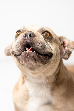 western-arizona-humane-society-2024-tom-leigh-8129-Edit