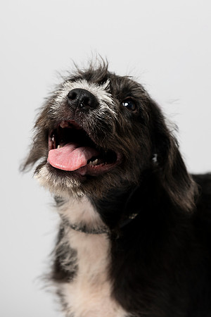 western-arizona-humane-society-2024-tom-leigh-8397-Enhanced-SR-Edit