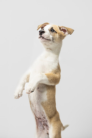 western-arizona-humane-society-2024-tom-leigh-8186-Edit-2