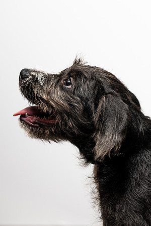 western-arizona-humane-society-2024-tom-leigh-8319