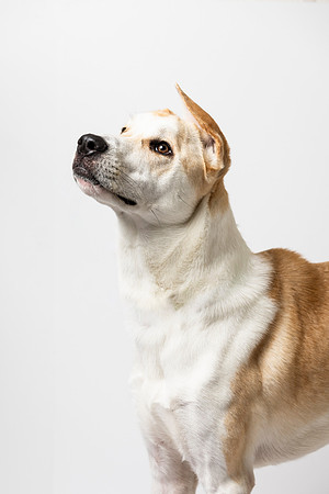 western-arizona-humane-society-2024-tom-leigh-8102-Edit